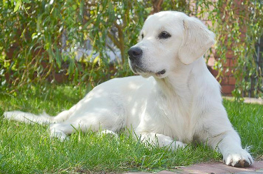 GOLDEN RETRIEVER