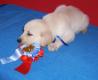 Gaudi