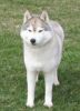 powi�ksz